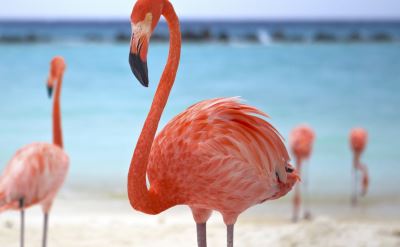 Aruba flamingo