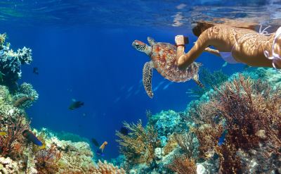 Caribbean snorkeling